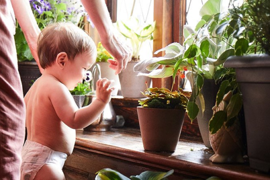 A diapered baby and their parent look at an assortment of potted plants on a windowsill